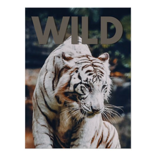 Witte tijger perfect poster (Voorkant)