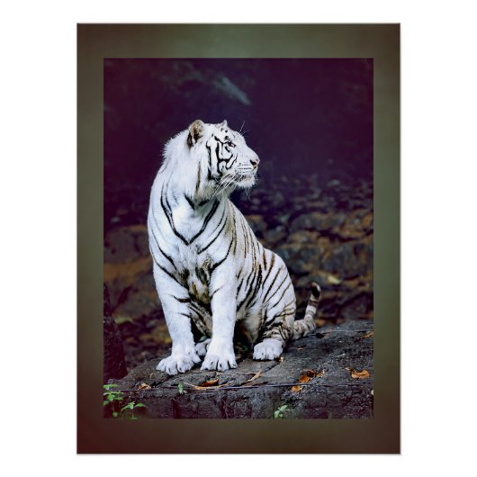 Witte tijger perfect poster (Voorkant)