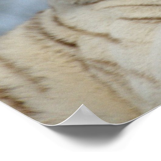 Witte tijger poster (Hoek)