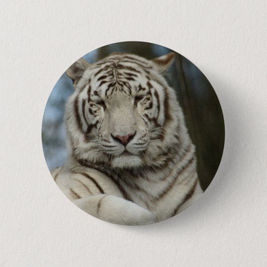 Witte tijger ronde button 5,7 cm (Voorkant)