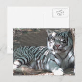 Witte tijger ruiterend onder bomen briefkaart (Voorkant / Achterkant)