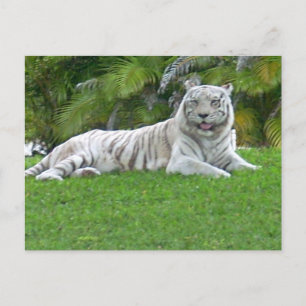 Witte Tijger Rustend in Stille Groene Weide Briefkaart
