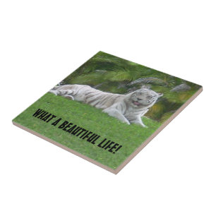 Witte Tijger Rustend Onder Warm Weiland Licht Tegeltje