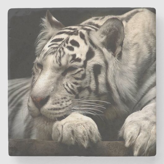 Witte Tijger Stenen Onderzetter (Voorkant)