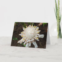 Witte Toorts Gember Bloem Fotografie