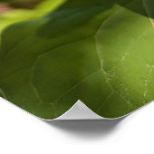 Witte Trillium Bosbloem Macro Poster (Hoek)