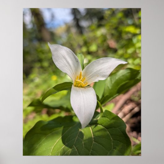Witte Trillium Bosbloem Macro Poster (Voorkant)