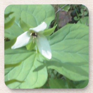 witte trillium met groenvoer drankjes onderzetter