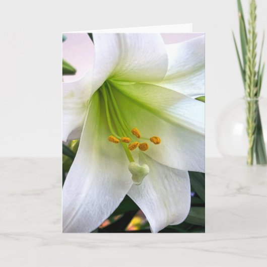 Witte trompet Lily Bedankkaart (Voorkant)