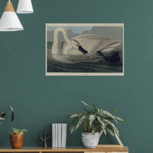  witte trompetzwaan poster