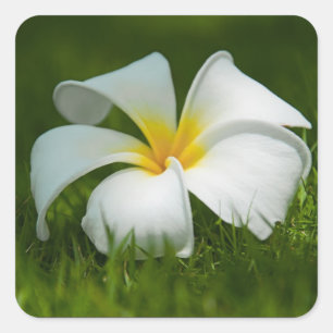 Witte tropische bloem (frangipani) vierkante sticker