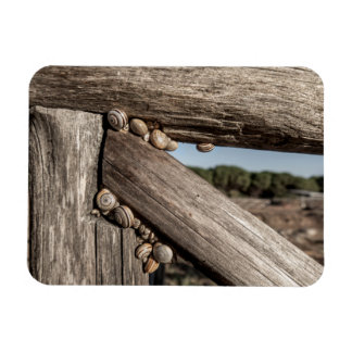 Witte tuinslakken (Theba pisana) in estivatie Magneet