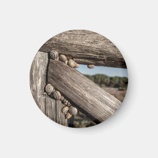 Witte tuinslakken (Theba pisana) in estivatie Magneet