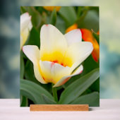 Witte Tulp Acryl Bord (Neutraal)