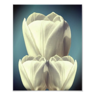 Witte Tulp Bloemen Art 8x10 Foto Afdruk