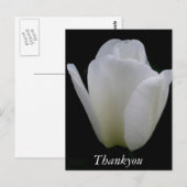 Witte Tulp Briefkaart (Voorkant / Achterkant)