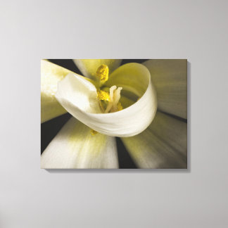 Witte Tulp Krul - Kunstfotografie Canvas Afdruk