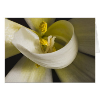 Witte Tulp Krulkaart - Blanco Binnenkant