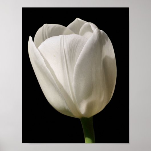 Witte Tulp ventilator in zonlicht Poster (Voorkant)