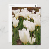 Witte Tulpbloemen Briefkaart (Voorkant / Achterkant)