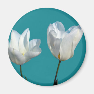witte tulpbloemen op aqua blauwe achtergrond magneet