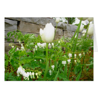 Witte tulpen