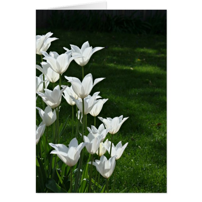 Witte tulpen (Voorkant)