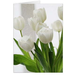 Witte Tulpen - art-db