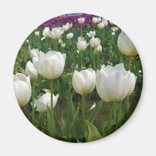 Witte Tulpen in een veld, Oregon Magneet