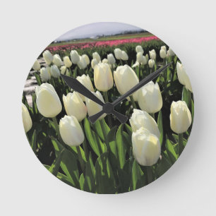 Witte Tulpen in een veld, Oregon Ronde Klok