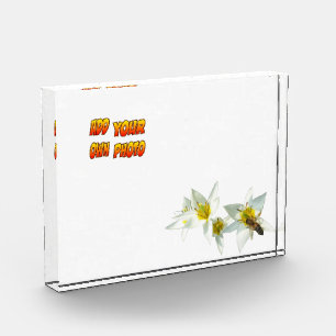 Witte Tulpen met bijenkust. Fotoblok