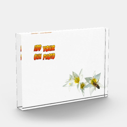 Witte Tulpen met bijenkust. Fotoblok (Links)