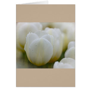 Witte tulpen met de Kaart voor de verfijning van d