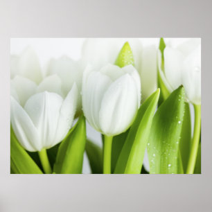 Witte tulpen poster