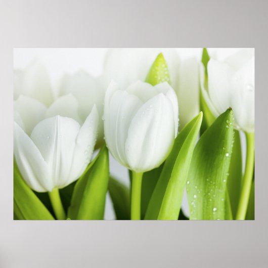 Witte tulpen poster (Voorkant)