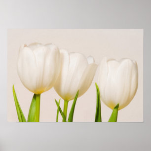 Witte tulpen tegen een witte achtergrond, poster