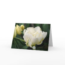 Witte Tulpen Wenskaart
