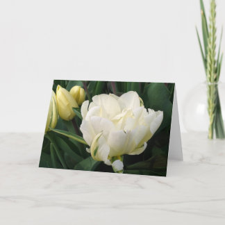 Witte Tulpen Wenskaart Aankondiging