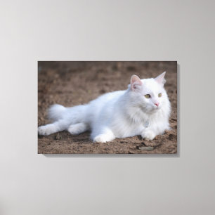 Witte turkse angorakat op bruine achtergrond canvas afdruk