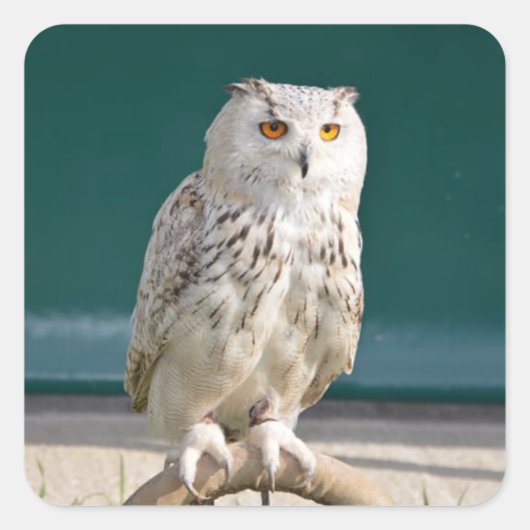 Witte Uil Perched Sticker/Seal Vierkante Sticker (Voorkant)