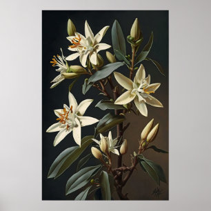 Witte Vanille Bloemen Art Print Poster