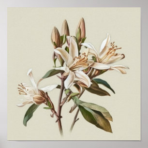 Witte Vanille Bloemen Art Print Poster