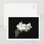 Witte ventilator - Oleander - op zwart Briefkaart (Voorkant / Achterkant)