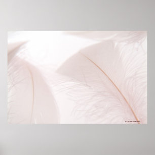 Witte veren poster