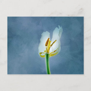 Witte verwelkende tulp bloem briefkaart
