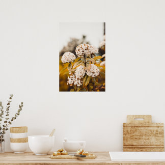 Witte Viburnum Bloemen Bloeiende Poster Print