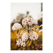 Witte Viburnum Bloemen Bloeiende Poster Print