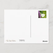 Witte vlinder 1 briefkaart (Achterkant)