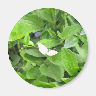 Witte vlinder magneet