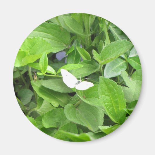 Witte vlinder magneet (Voorkant)